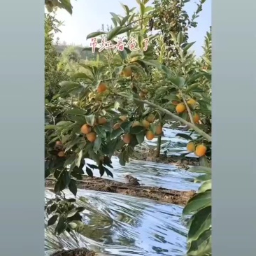 柿子