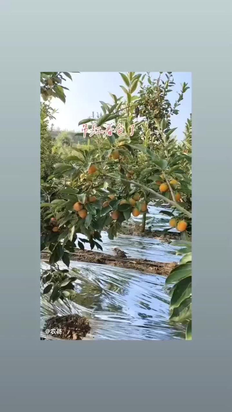 柿子
