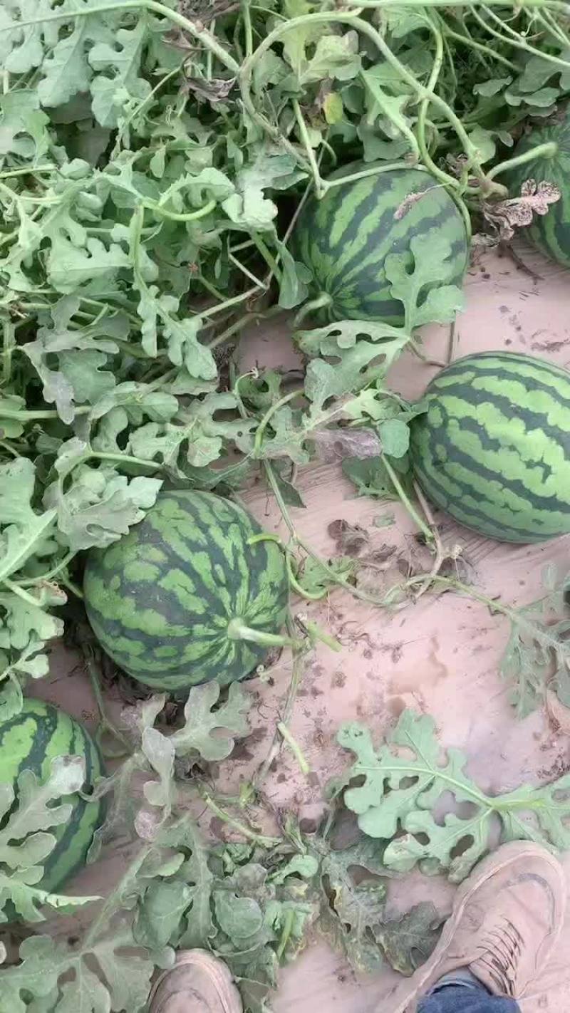 麒麟瓜美都瓜园产地直发一手货源质量保证