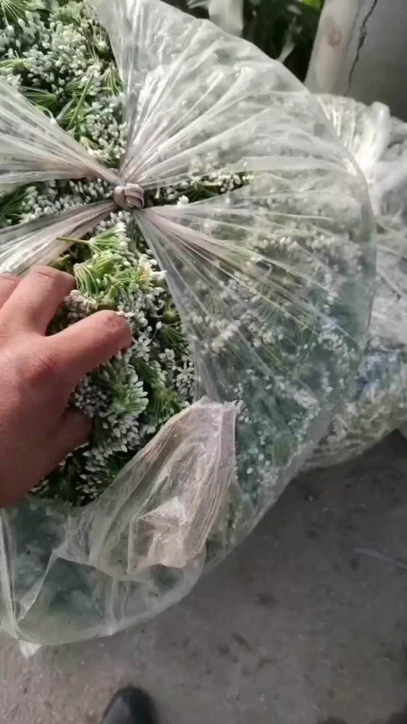 精品韭花，有市场花，与酱菜厂的花