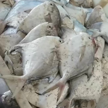 银鲳鱼