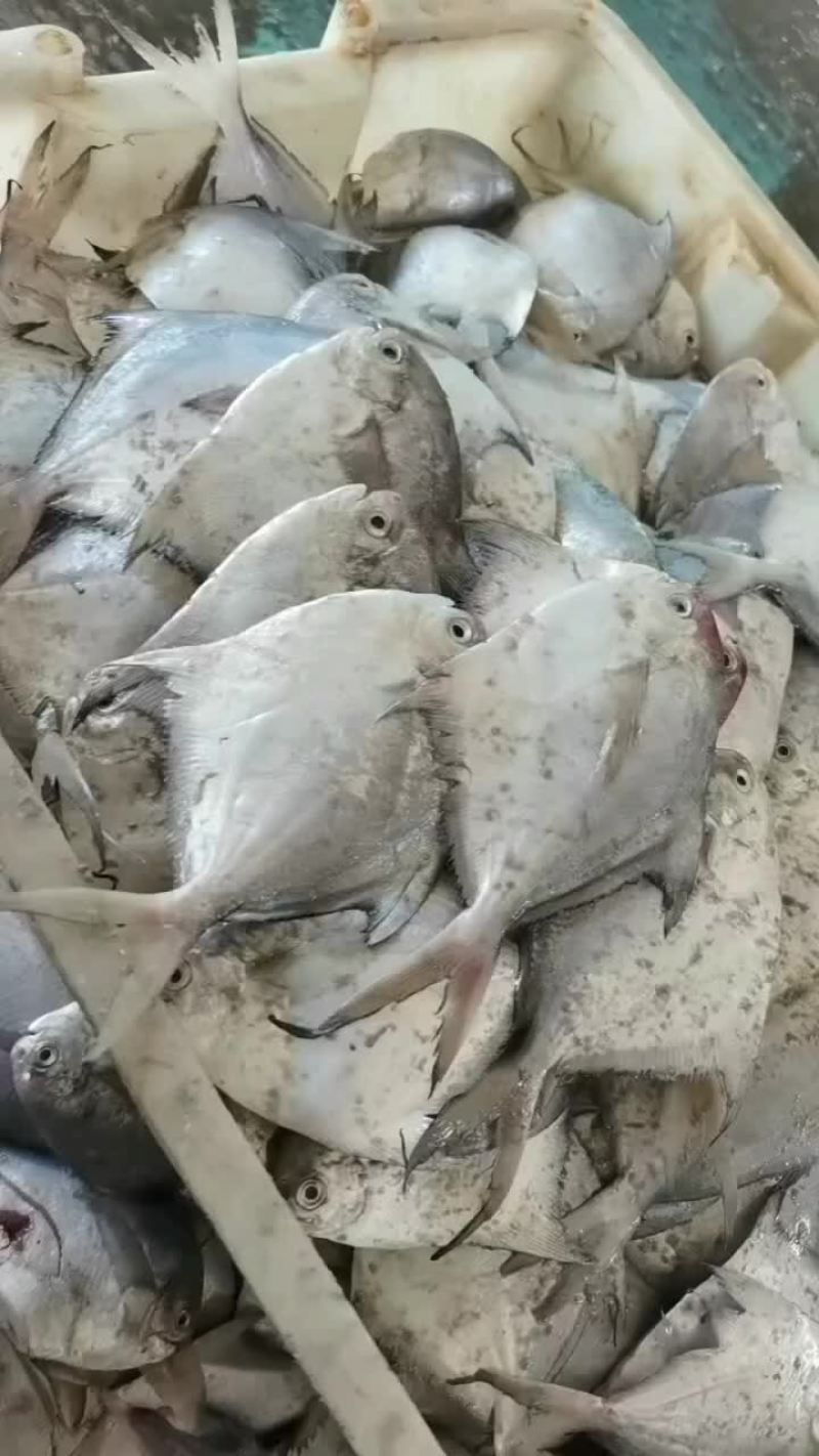 银鲳鱼