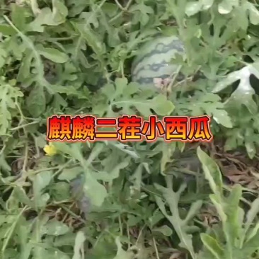 麒麟无籽西瓜