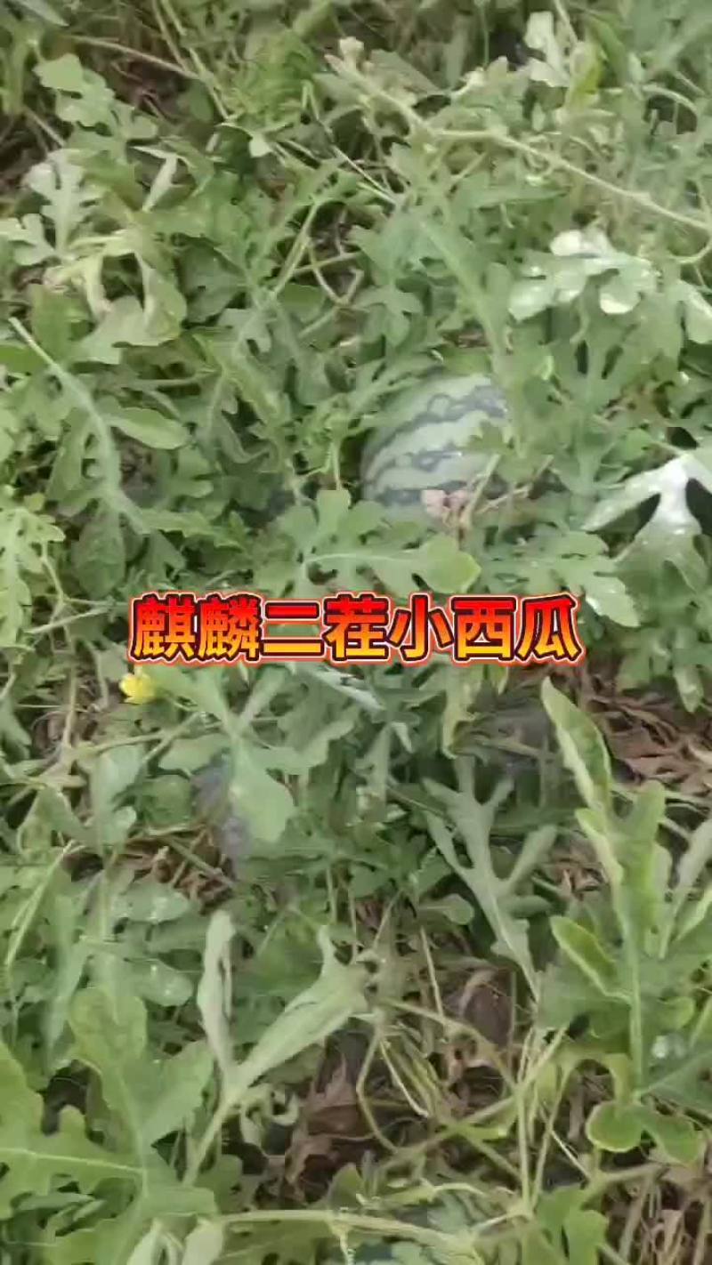 麒麟无籽西瓜