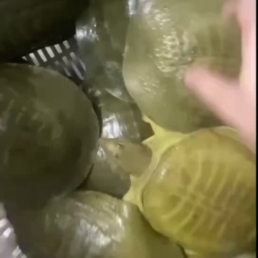 黄沙鳖