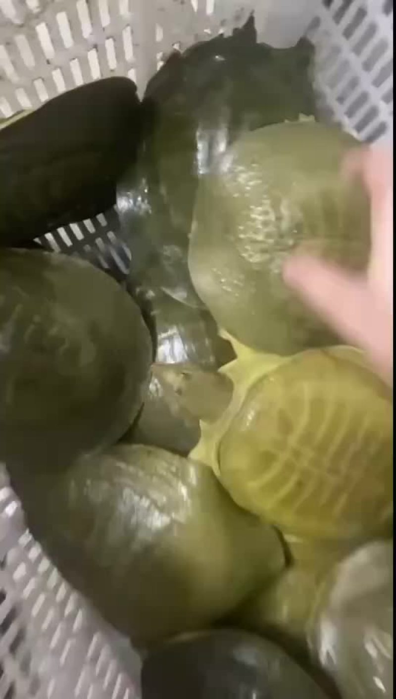 黄沙鳖