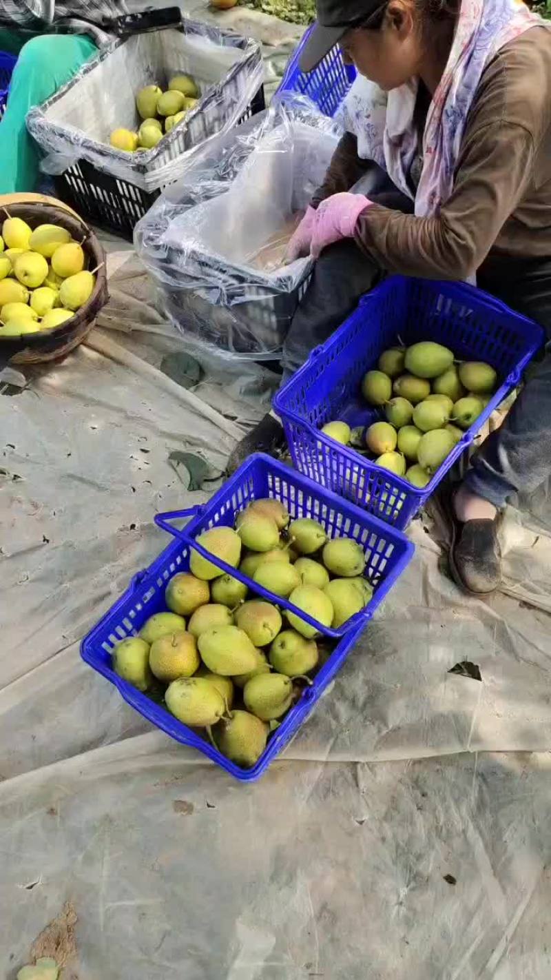 红香酥梨皮色好爆脆甜度高冷库货大量现货保证质量