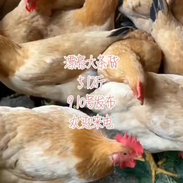 大优土