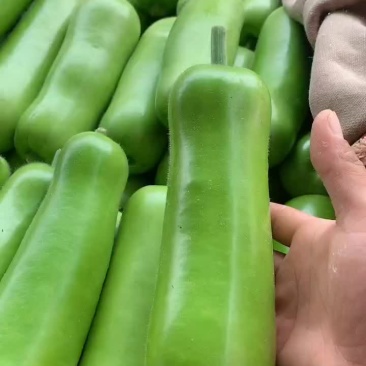 大量精品瓠子瓜