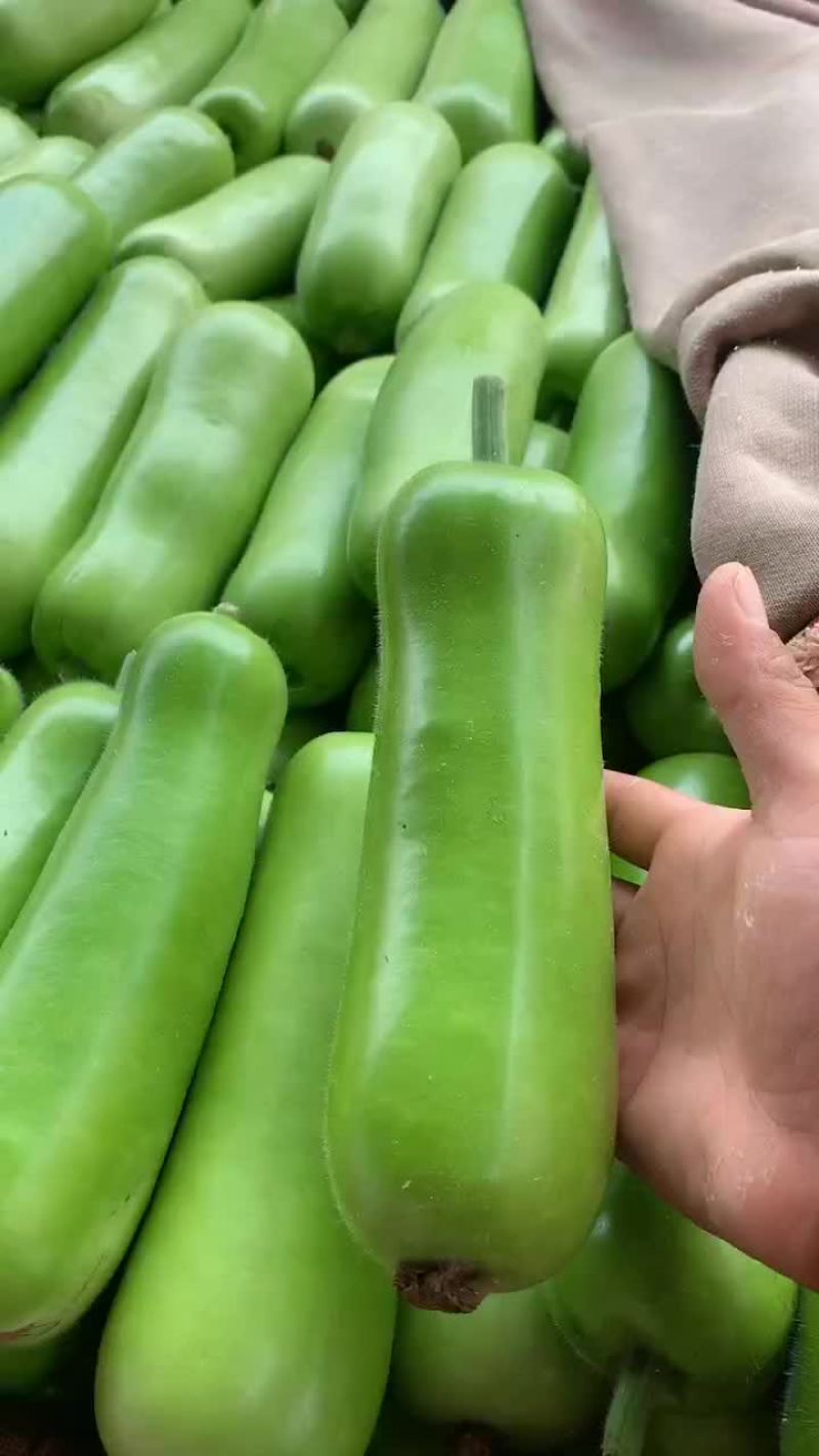 大量精品瓠子瓜