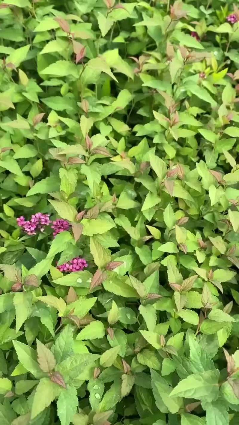 粉花绣线菊小苗，日本绣线菊