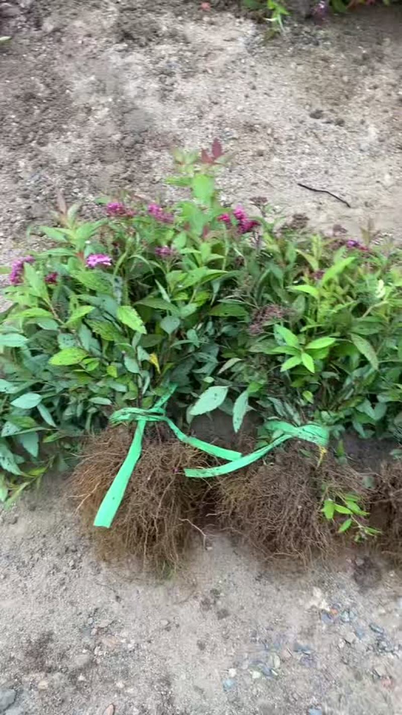 粉花绣线菊小苗，日本绣线菊