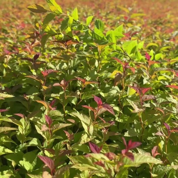 金山金燕绣线菊