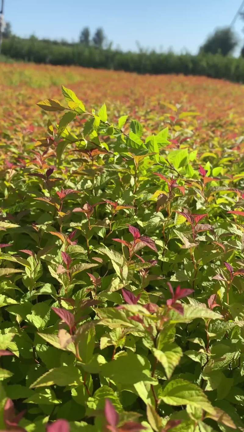 金山金燕绣线菊