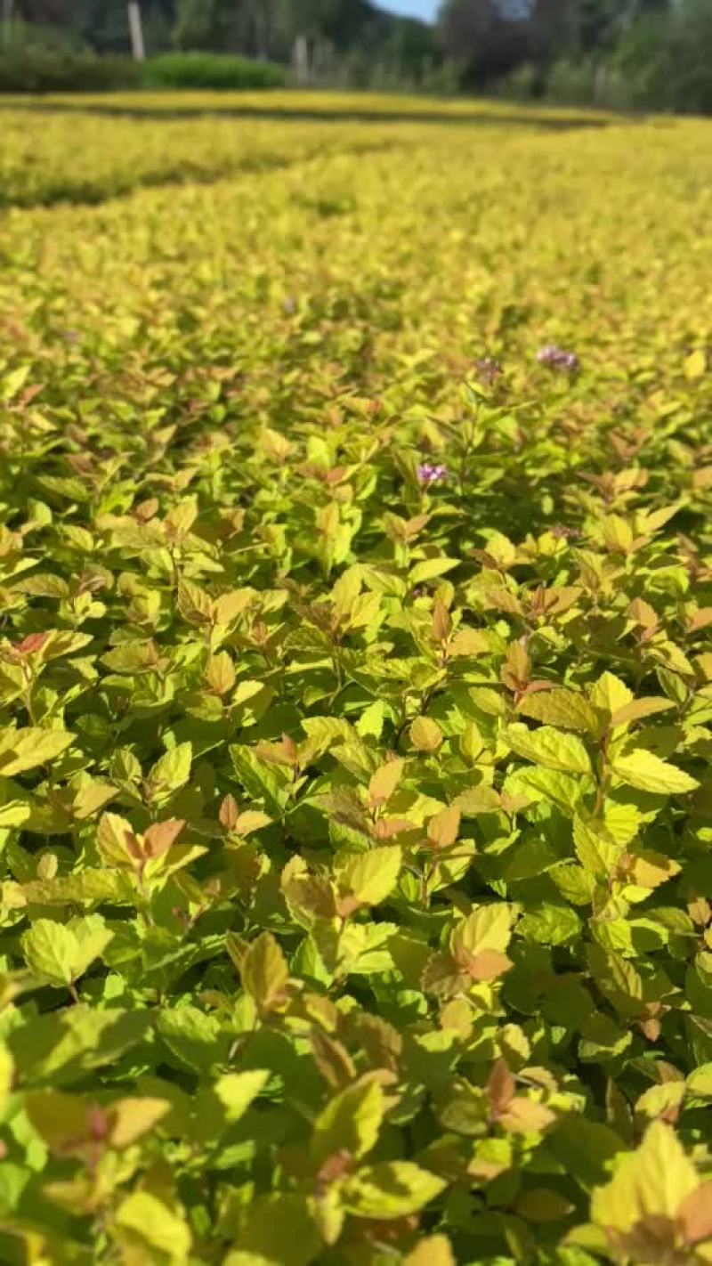 金山金燕绣线菊