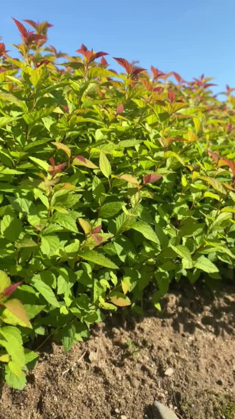 金山金燕绣线菊