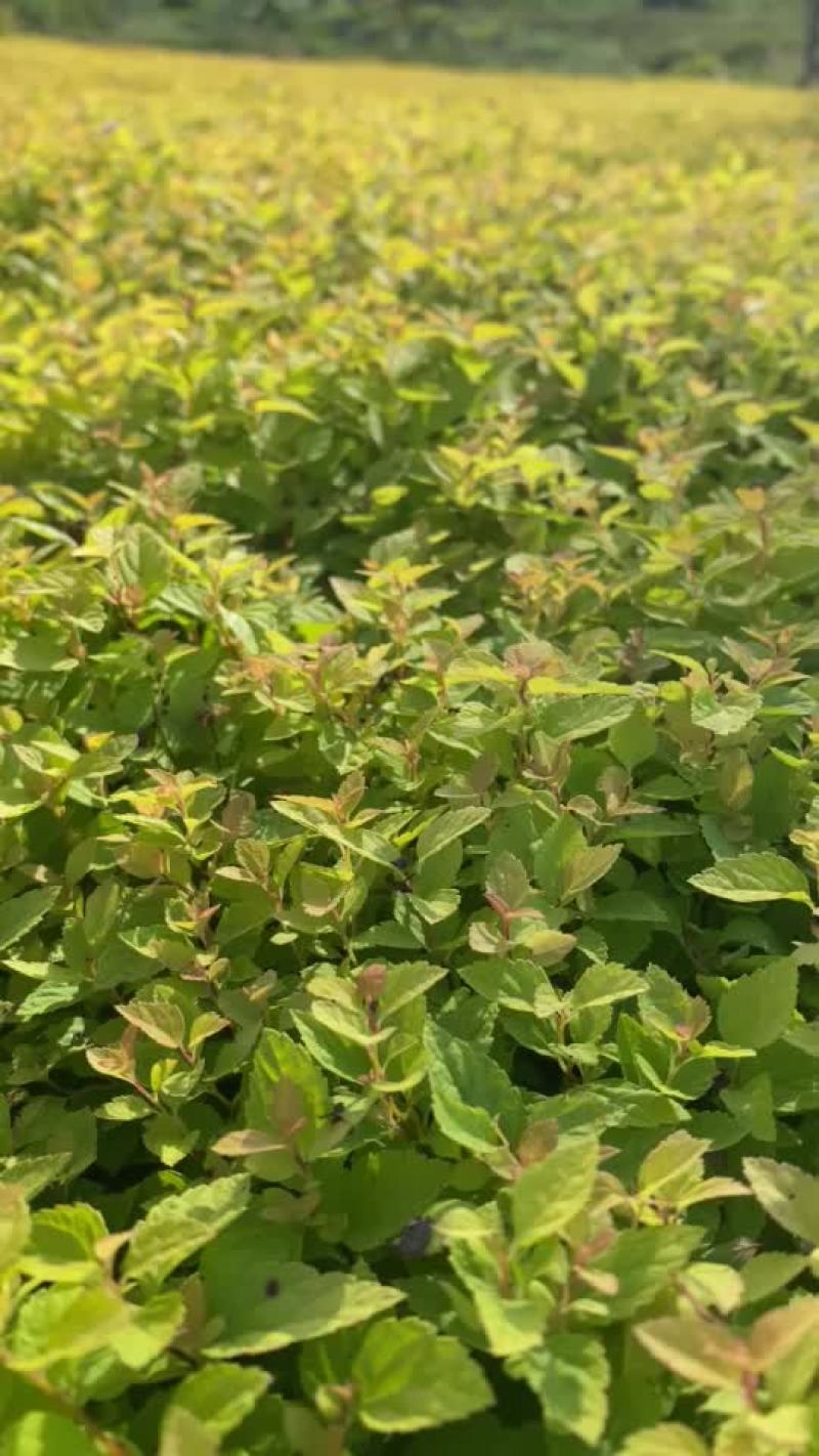 金山金燕绣线菊