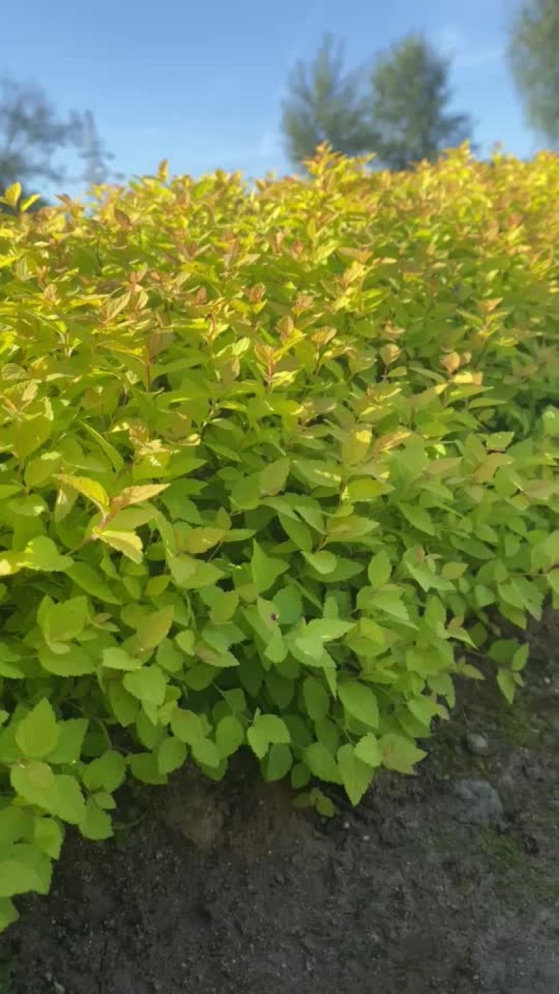 金山金燕绣线菊