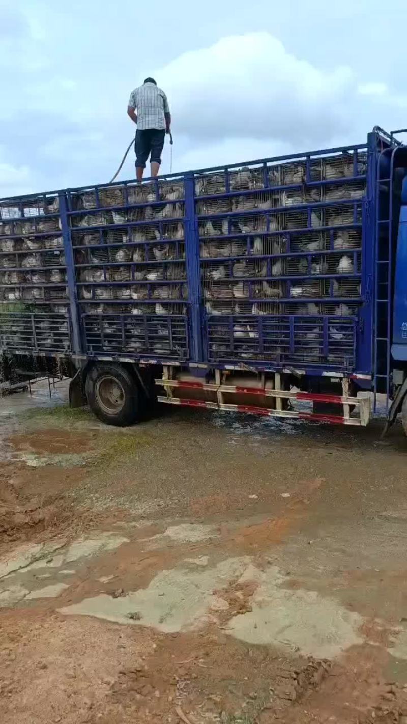 大白鲨