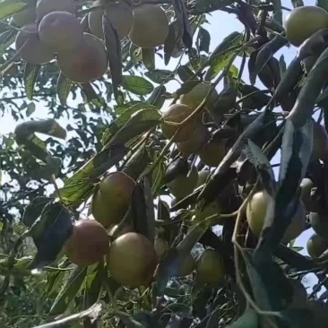 鲁杰冬枣种植户