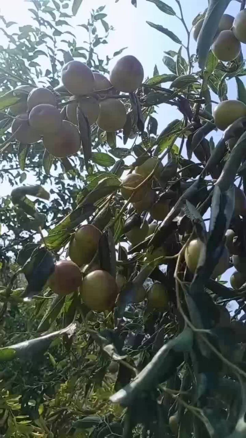 鲁杰冬枣种植户