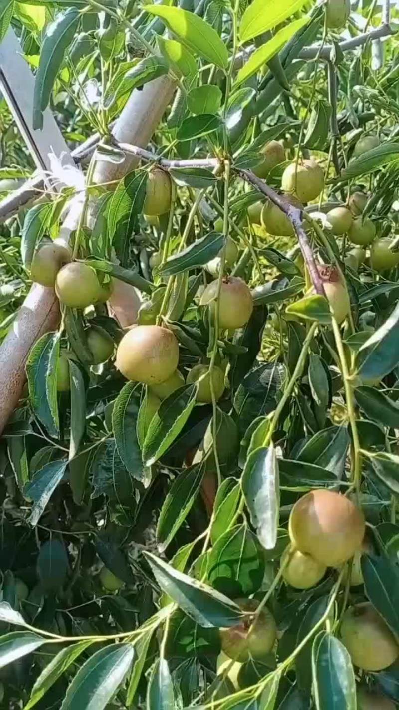 鲁杰冬枣种植户