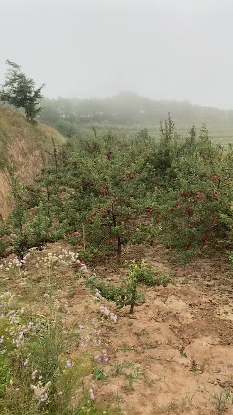 甘肃天水高山花牛苹果大量上市，急需收通货的老板联系