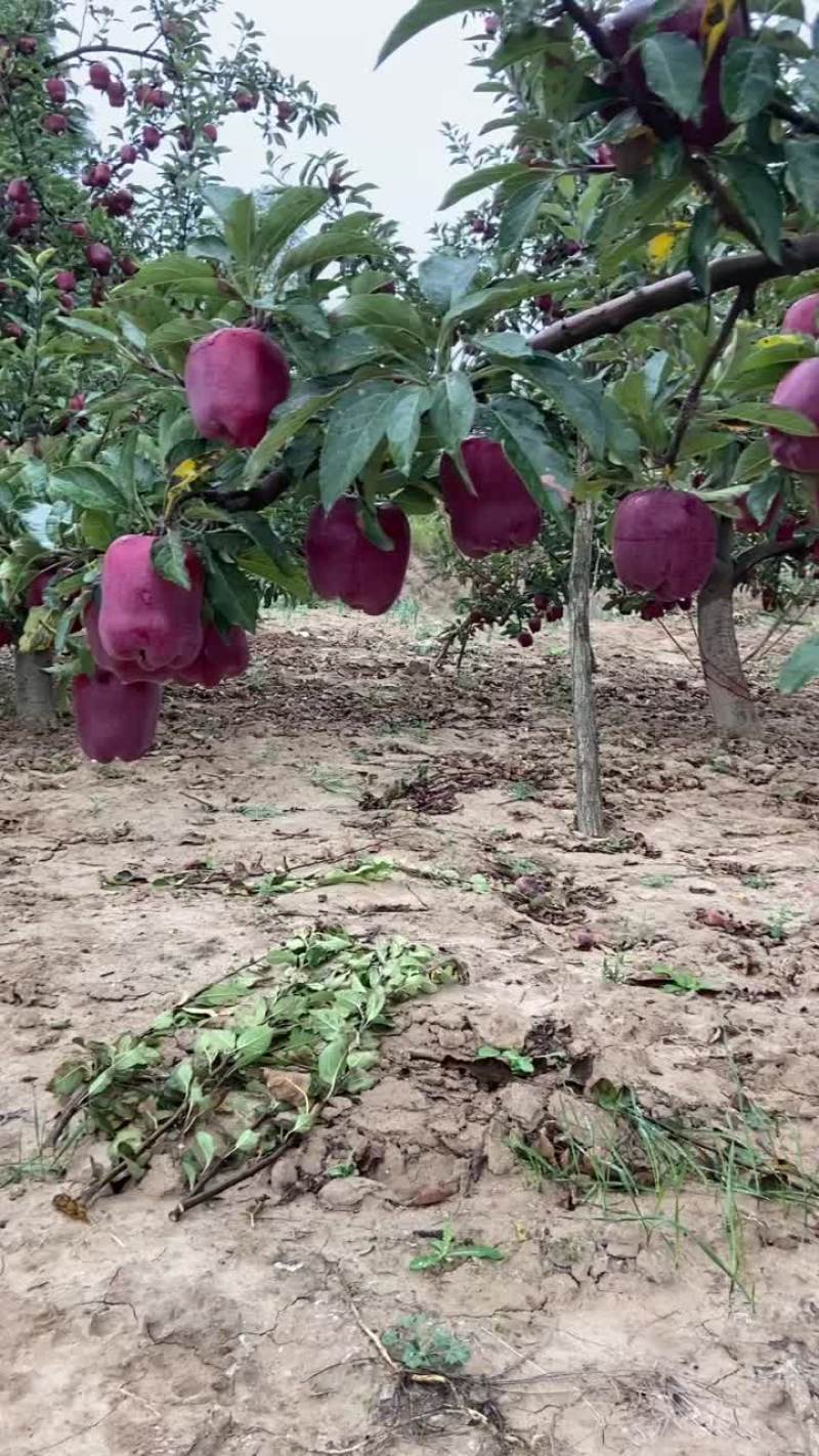 甘肃天水高山花牛苹果大量上市，急需收通货的老板联系
