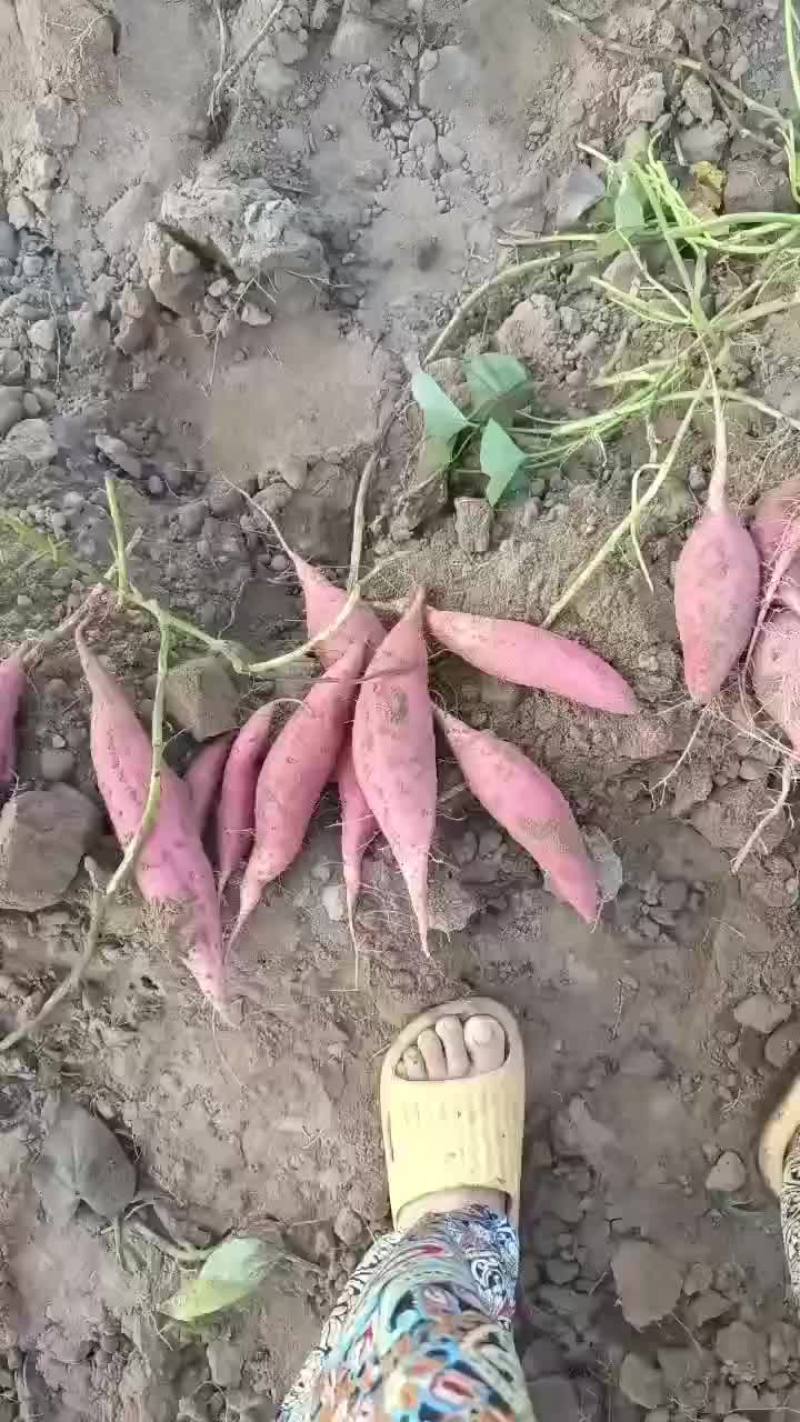 沙地西瓜红