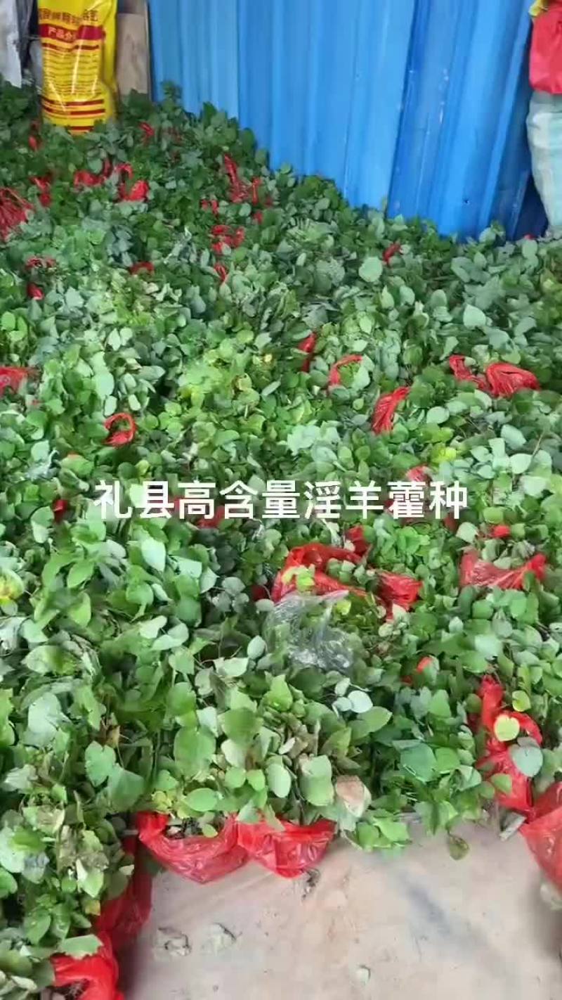 淫羊藿苗子，大量接单