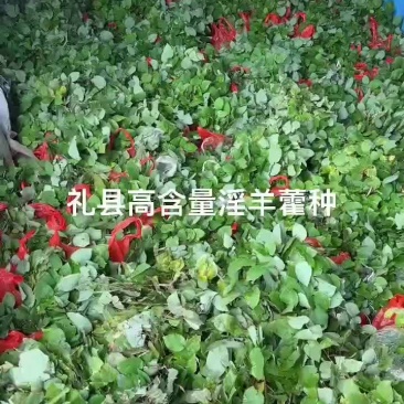 淫羊藿苗子，大量接单
