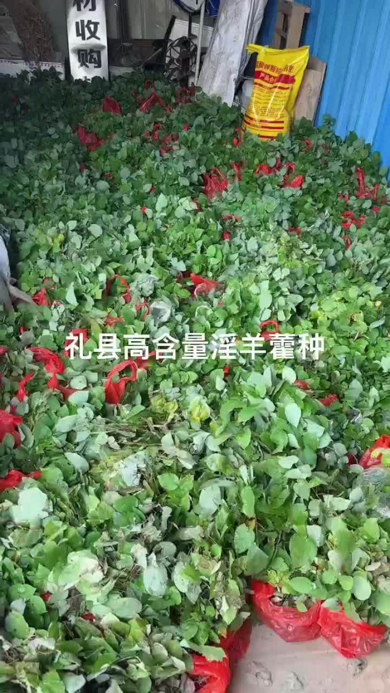 淫羊藿苗子，大量接单
