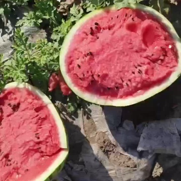 晚地雷西瓜