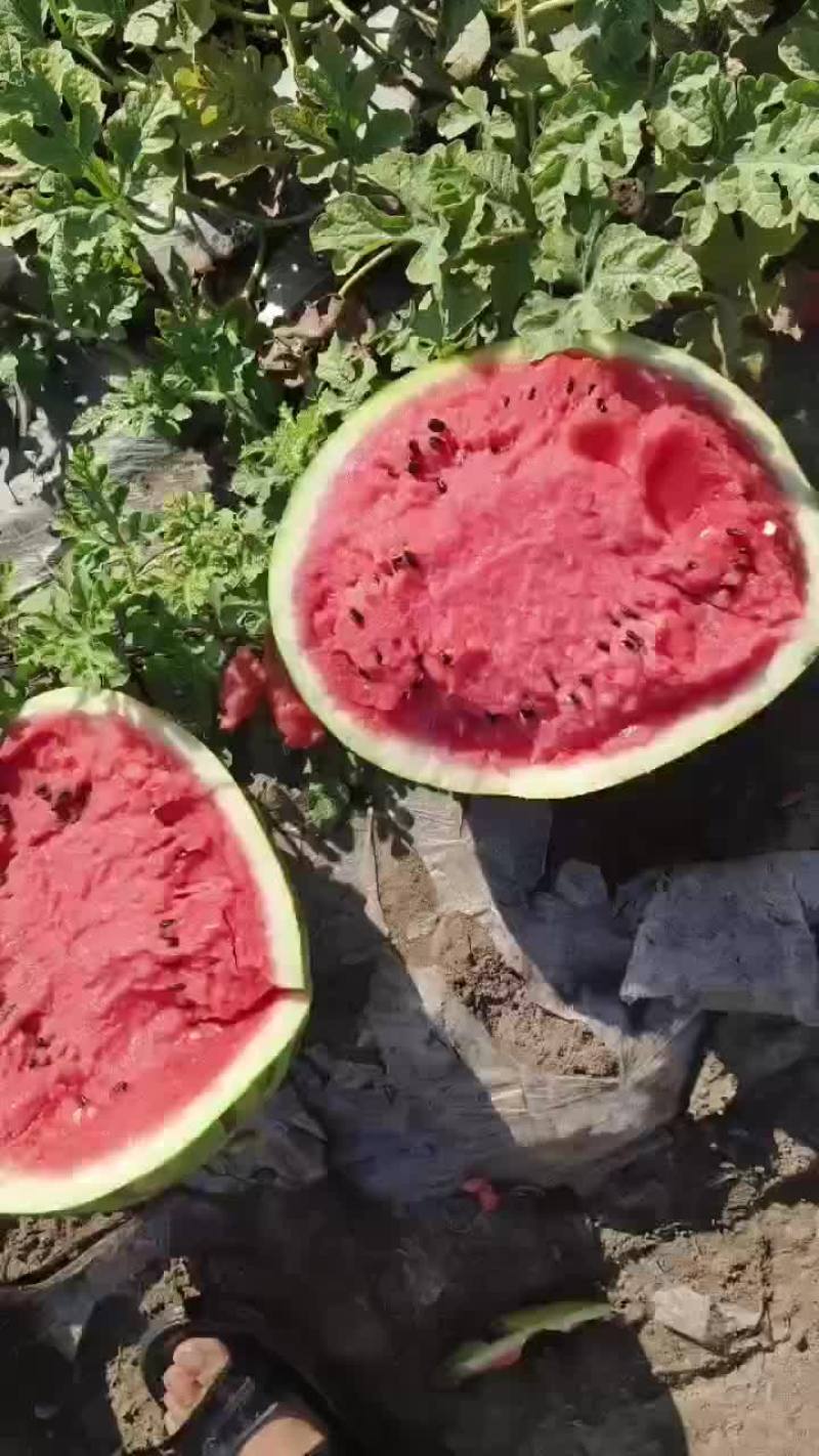 晚地雷西瓜