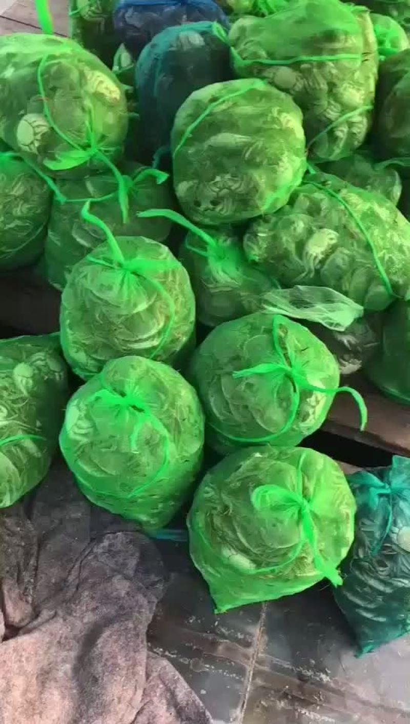 微山湖大闸蟹