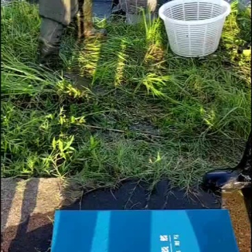 优质黄骨鱼苗