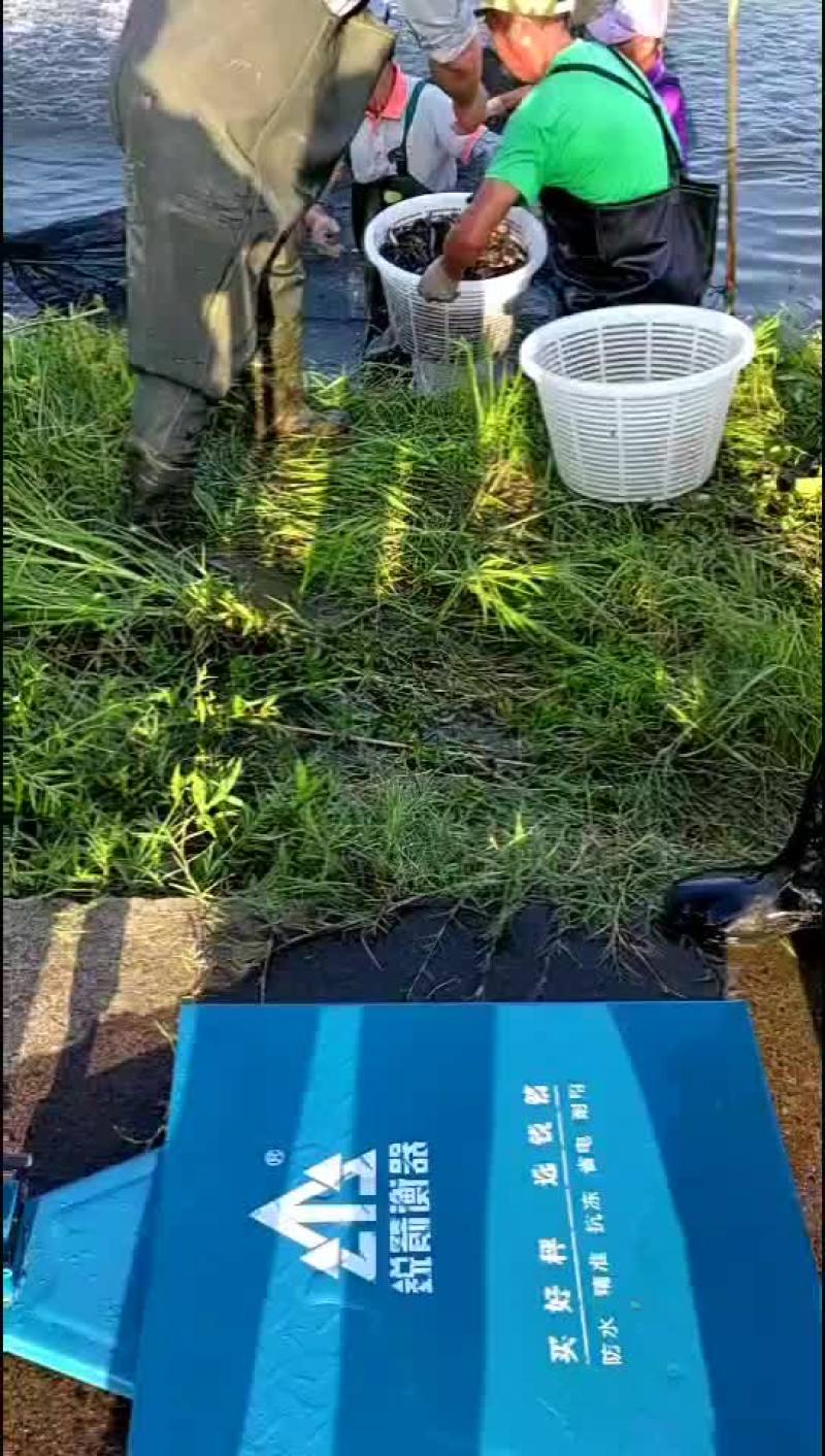 优质黄骨鱼苗