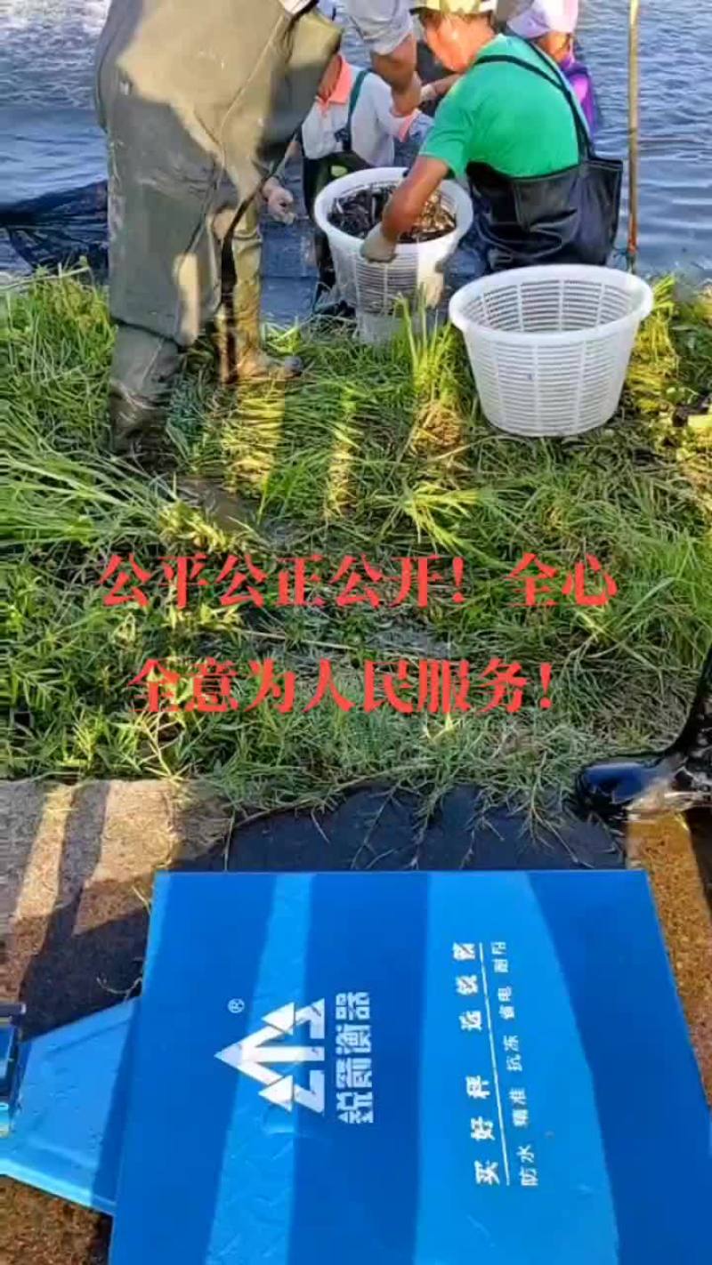 优质黄骨鱼苗