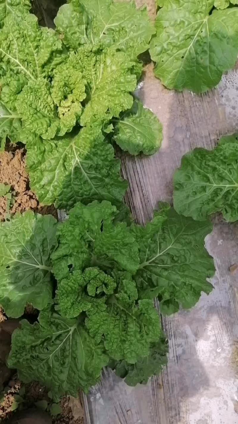 贵州麻叶菜