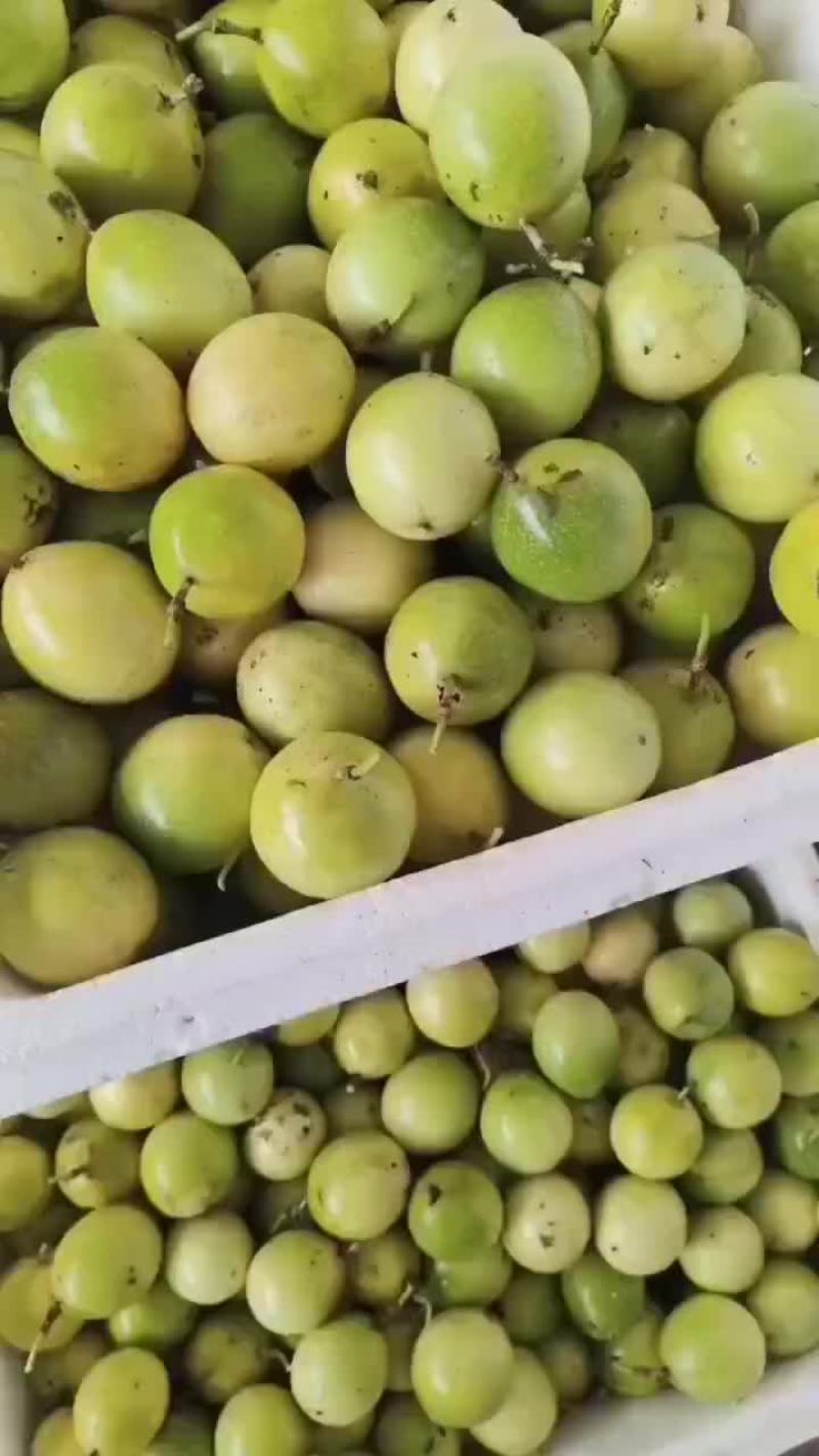 钦密九号黄金百香果