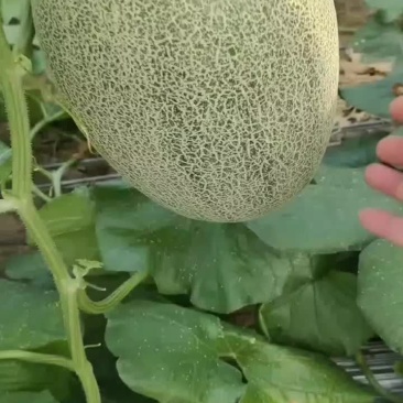 山东哈密瓜
