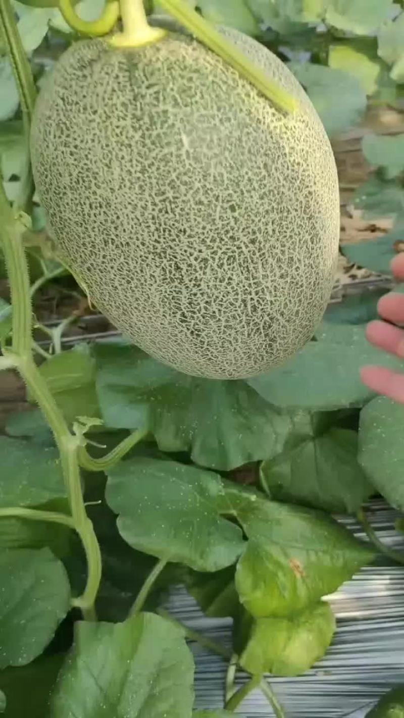 山东哈密瓜
