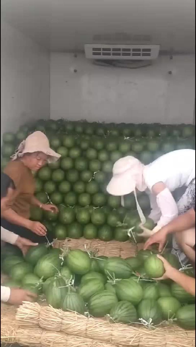 山东哈密瓜