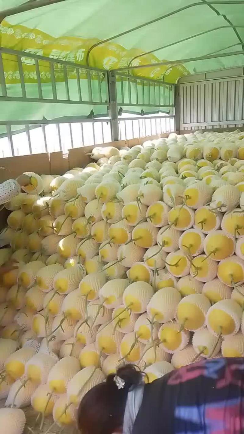 山东哈密瓜