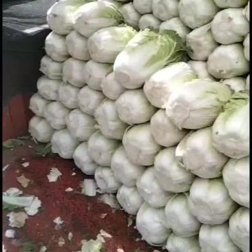 精品大白菜