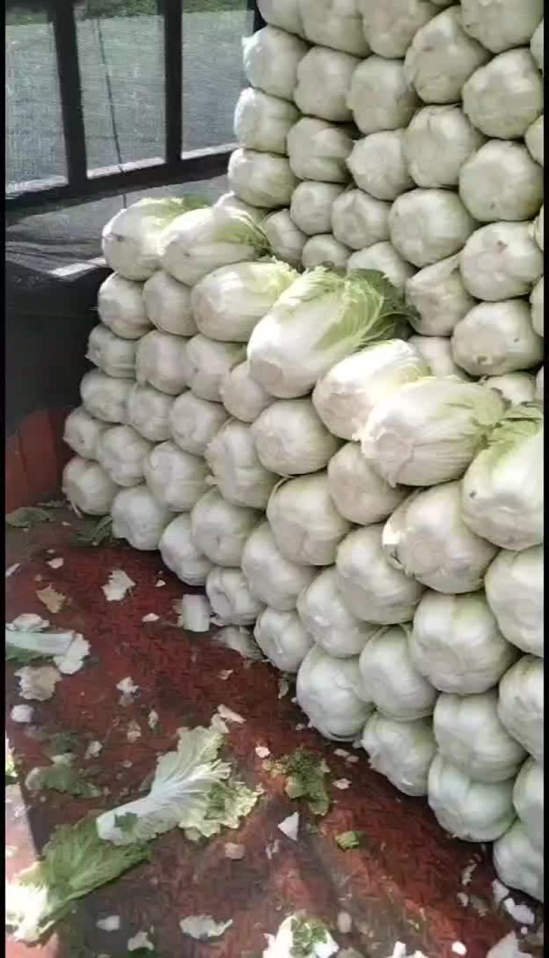 精品大白菜