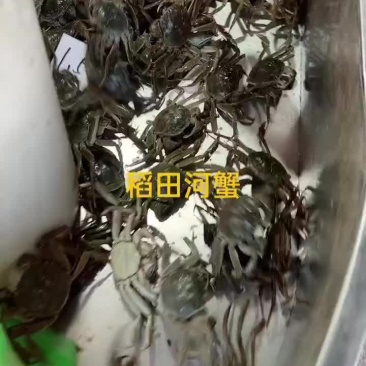 稻田河蟹