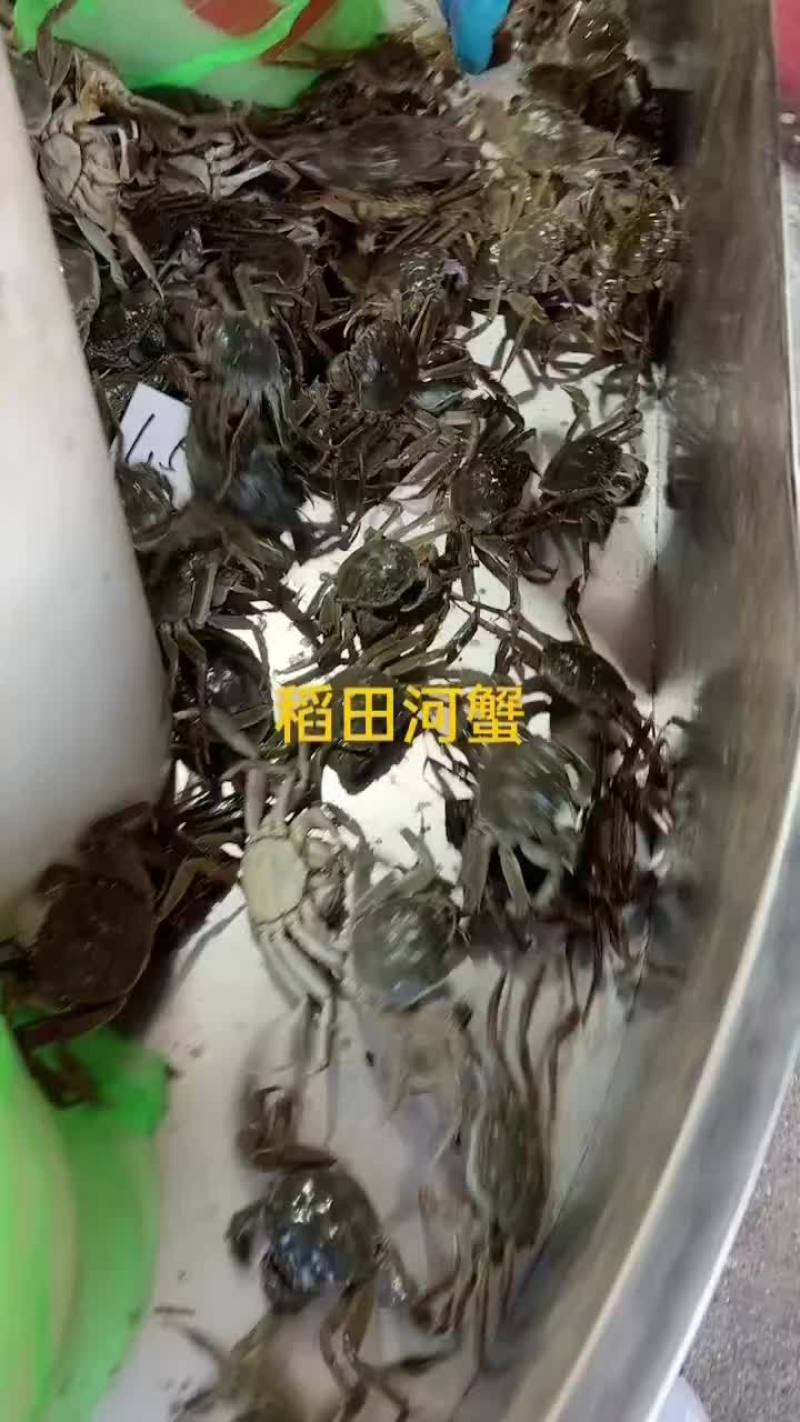 稻田河蟹