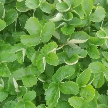 甜查理草莓苗，9月初成熟，欢迎咨询