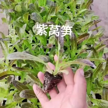 红叶莴笋苗绿叶莴笋苗大量现货，量大从优